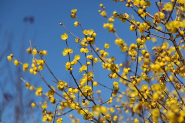 【乐游】赏梅游园会、迎春花展……新春就要花团锦簇，沪上公园花展等你来逛→