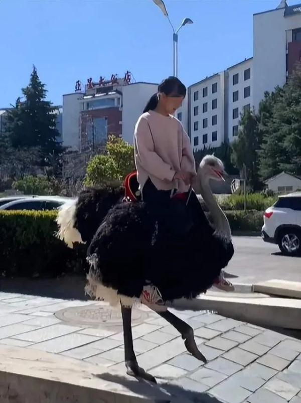 又炸锅了！云南小女孩骑鸵鸟出门，网友：大象限号了