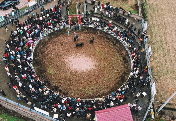 浙江金华:斗牛民俗传千年 浙江金华:斗牛民俗传千年