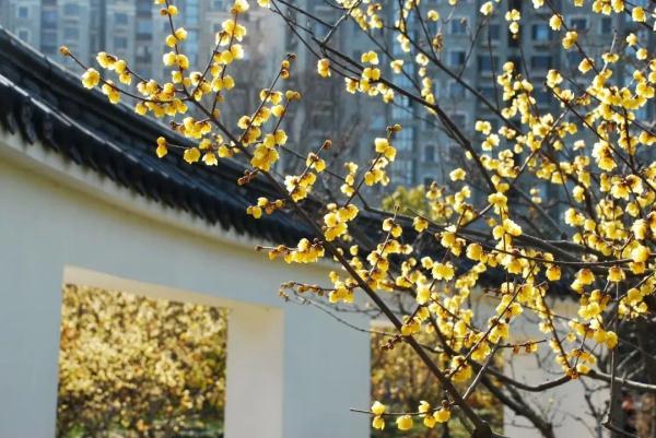 【乐游】赏梅游园会、迎春花展……新春就要花团锦簇，沪上公园花展等你来逛→