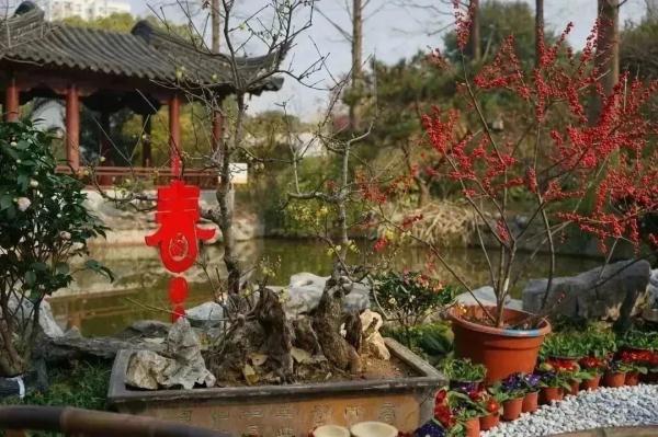 【乐游】赏梅游园会、迎春花展……新春就要花团锦簇，沪上公园花展等你来逛→