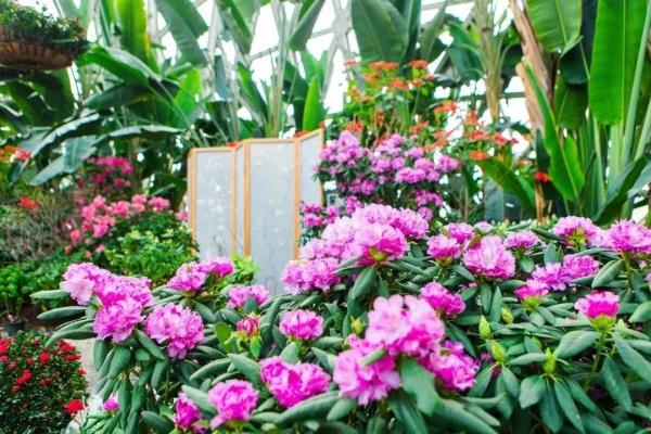 【乐游】赏梅游园会、迎春花展……新春就要花团锦簇，沪上公园花展等你来逛→