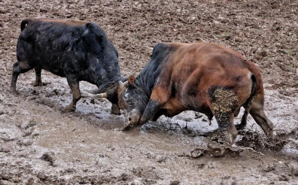 浙江金华:斗牛民俗传千年 浙江金华:斗牛民俗传千年