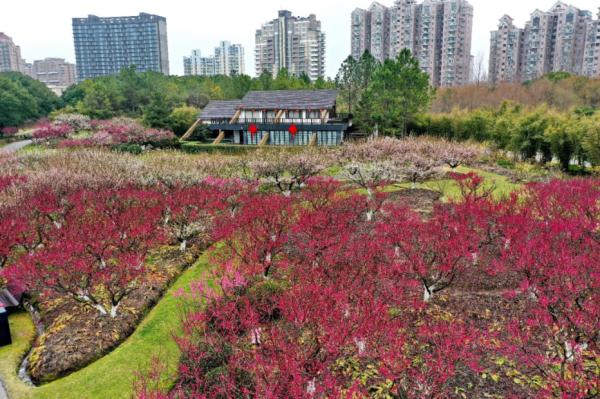 【乐游】赏梅游园会、迎春花展……新春就要花团锦簇，沪上公园花展等你来逛→