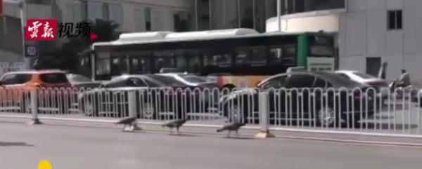 神奇动物在云南 骑鸵鸟的小女孩找到啦~ 神奇动物在云南 骑鸵鸟的小女孩找到啦~