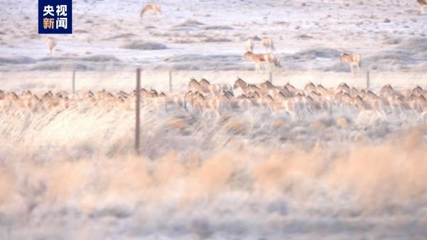大批蒙古野驴现身苏尼特草原