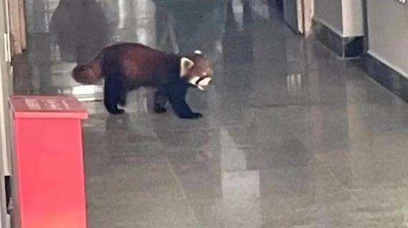 神奇动物在云南 骑鸵鸟的小女孩找到啦~ 神奇动物在云南 骑鸵鸟的小女孩找到啦~