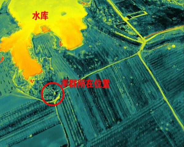 无人机夜寻羊群,37只羊安然无恙 无人机夜寻羊群,37只羊安然无恙