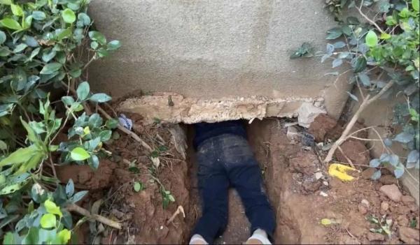 烧脑又惊险!宠物侦探10年寻宠3000多只 烧脑又惊险!宠物侦探10年寻宠3000多只