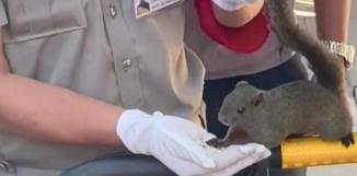 神奇动物在云南 骑鸵鸟的小女孩找到啦~ 神奇动物在云南 骑鸵鸟的小女孩找到啦~