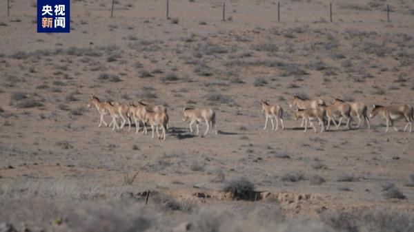 大批蒙古野驴现身苏尼特草原