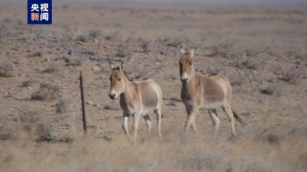 大批蒙古野驴现身苏尼特草原
