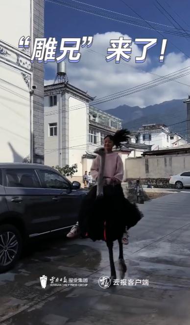 神奇动物在云南 骑鸵鸟的小女孩找到啦~ 神奇动物在云南 骑鸵鸟的小女孩找到啦~