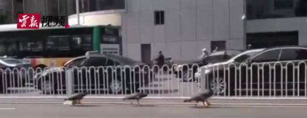 神奇动物在云南 骑鸵鸟的小女孩找到啦~ 神奇动物在云南 骑鸵鸟的小女孩找到啦~