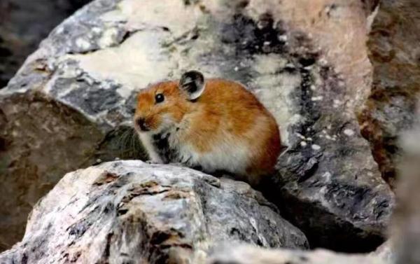 贺兰山上这个世界极危物种，6年来仅在野外发现过5次！