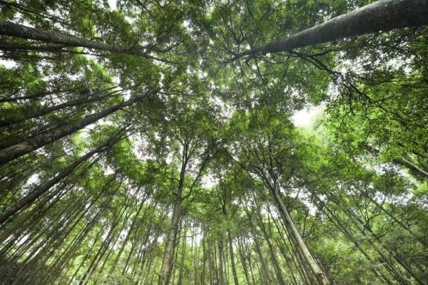 川渝毗邻乡镇共建“双高”楠木林旅游集散中心 川渝毗邻乡镇共建“双高”楠木林旅游集散中心