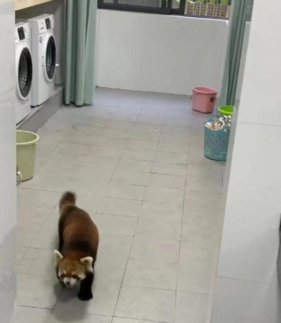 神奇动物在云南 骑鸵鸟的小女孩找到啦~ 神奇动物在云南 骑鸵鸟的小女孩找到啦~