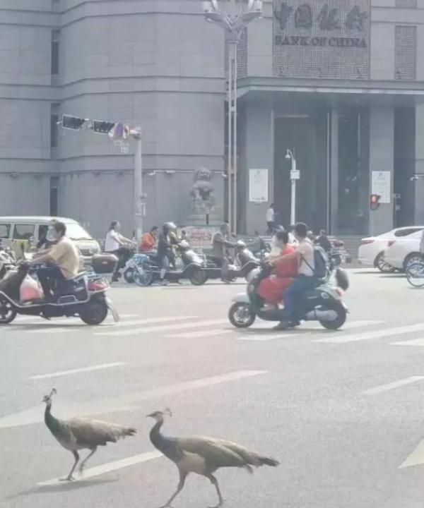 神奇动物在云南 骑鸵鸟的小女孩找到啦~ 神奇动物在云南 骑鸵鸟的小女孩找到啦~