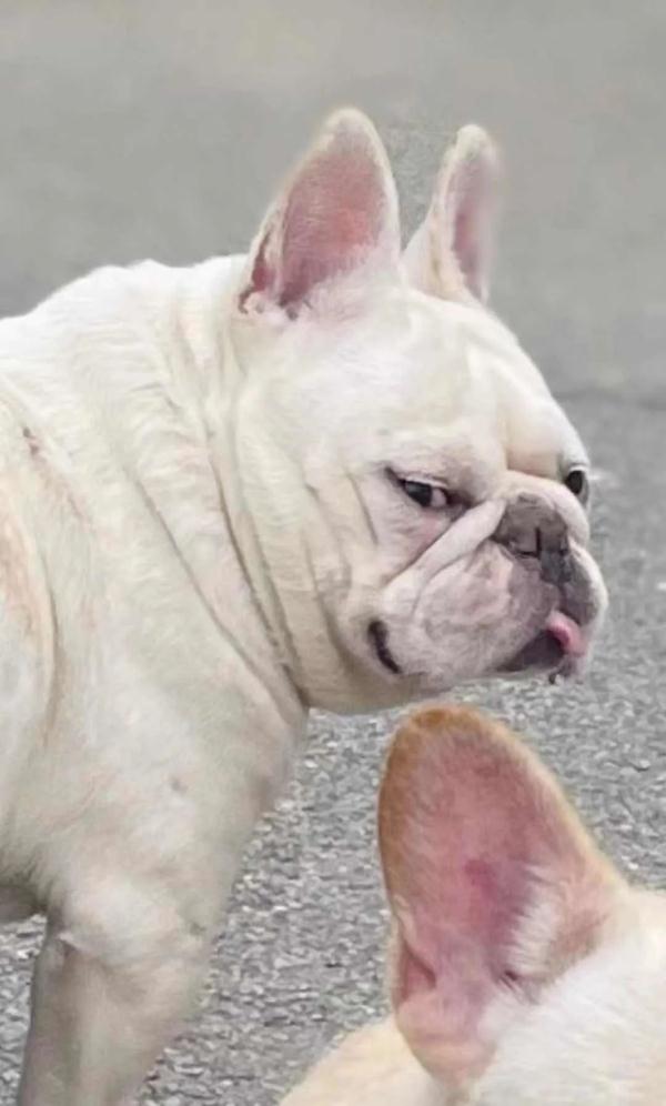 烧脑又惊险!宠物侦探10年寻宠3000多只 烧脑又惊险!宠物侦探10年寻宠3000多只