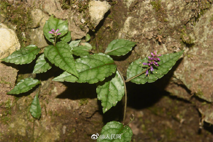 湖北发现有重要药用价值植物新种