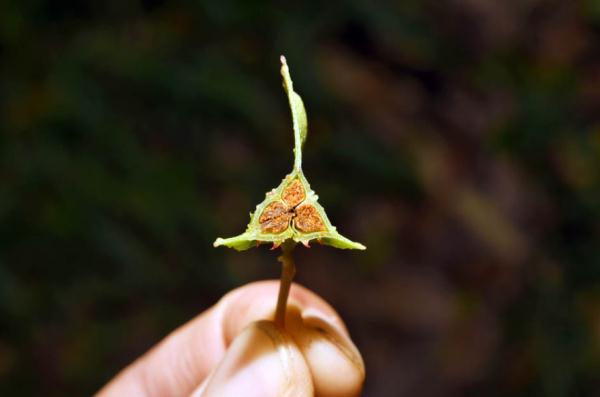 全球首现！云南这一地发现新物种