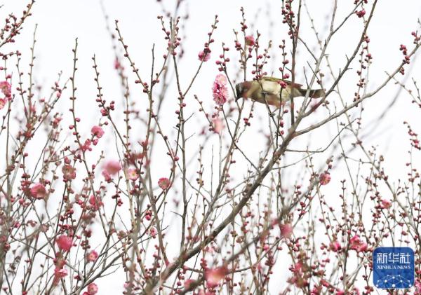 春来花开早