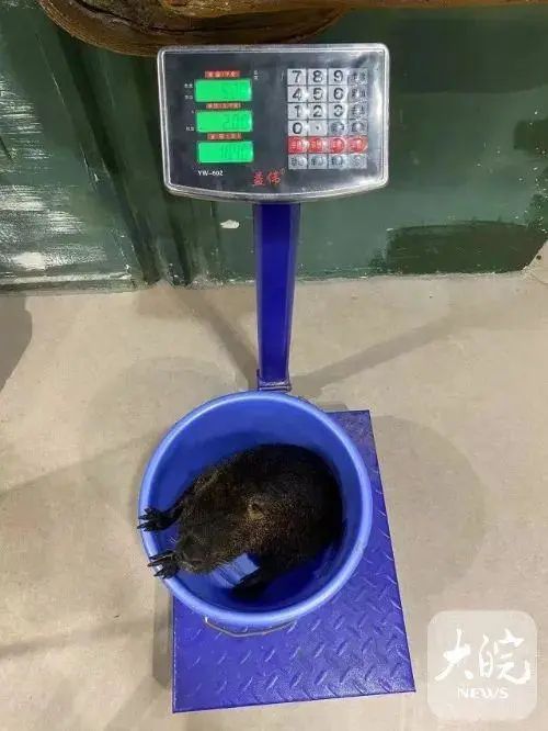 "九斤重大老鼠"身份查清了！