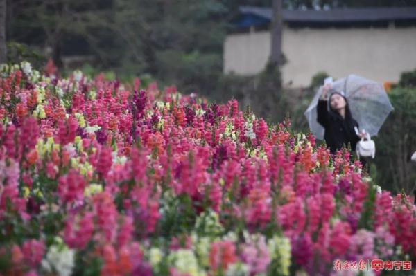 春天花粉过敏怎么办?听听专家怎么说 春天花粉过敏怎么办?听听专家怎么说