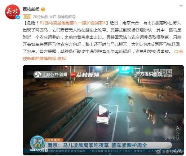 危险！2匹马凌晨偷跑 警车一路护送回家