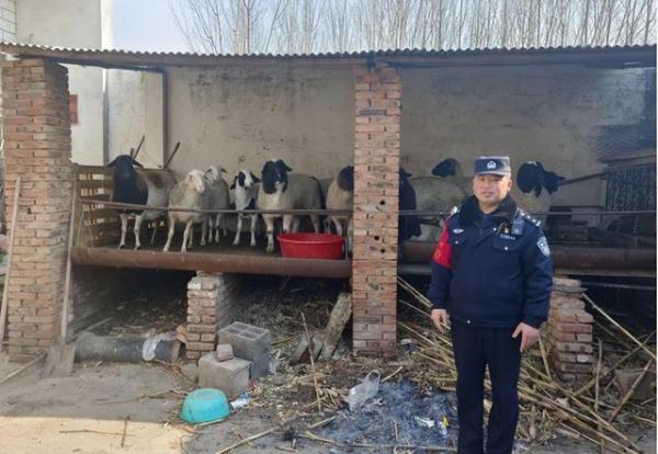 十二只羊“集体出逃”,羊村也有“开学季”? 十二只羊“集体出逃”,羊村也有“开学季”?