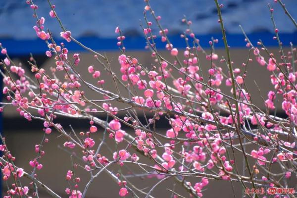 春天花粉过敏怎么办?听听专家怎么说 春天花粉过敏怎么办?听听专家怎么说