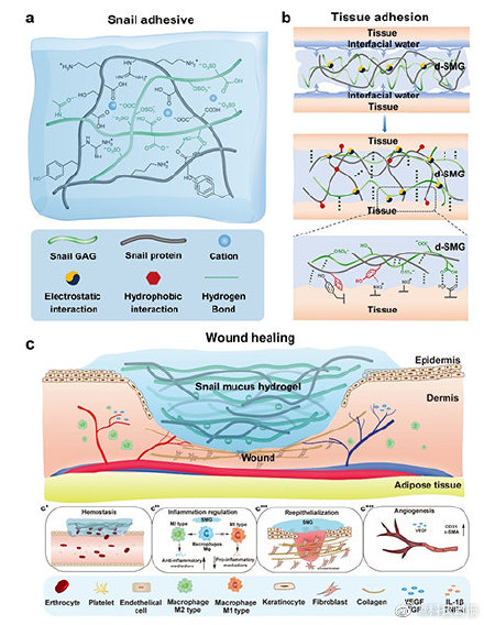 蜗牛黏液竟是修复伤口的天然黏合剂