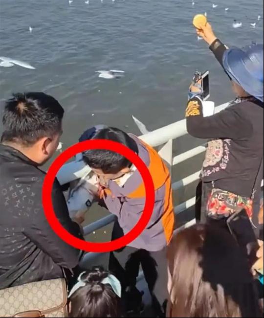 抓海鸥的被罚2000，摔孔雀的口头教育！网友：“为啥不罚款？”