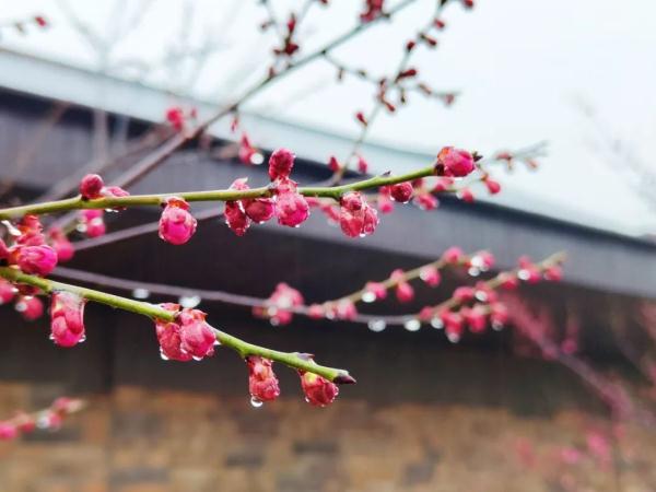 来了，荆州的第一场春雨！