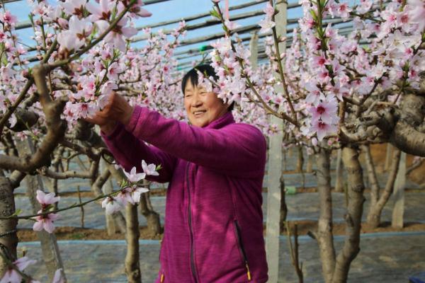 河北保定满城区：蟠桃花开香满园