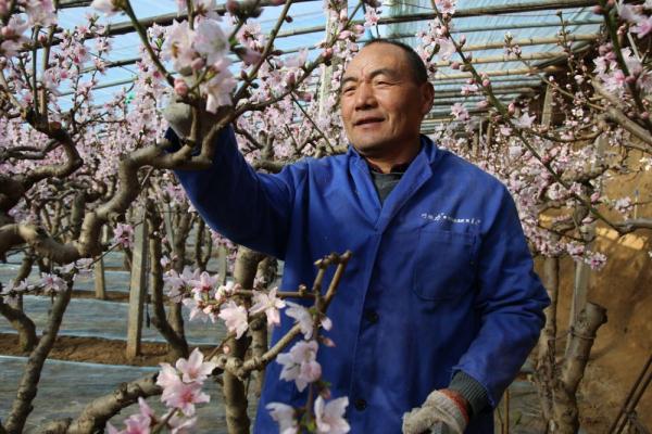 河北保定满城区：蟠桃花开香满园