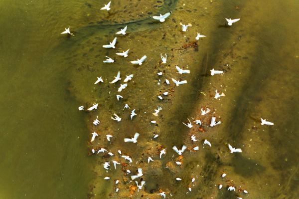 山东青岛：春潮涌动鸟翩跹