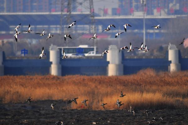 山东青岛：春潮涌动鸟翩跹