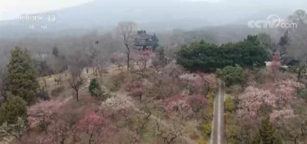万物复苏春来到 花开中国遍地香