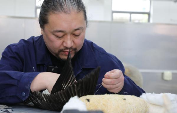 上海科技馆开展黑喉潜鸟标本制作 提醒人们保护生态环境 上海科技馆开展黑喉潜鸟标本制作 提醒人们保护生态环境