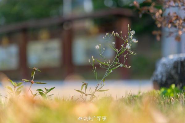 分享美图！早春的军营有多美