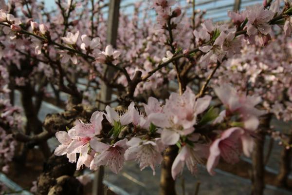 河北保定满城区：蟠桃花开香满园