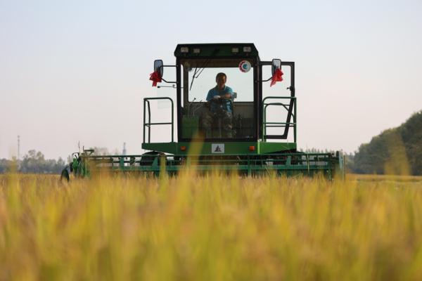 新华全媒+丨高标准农田里的“丰收密码”