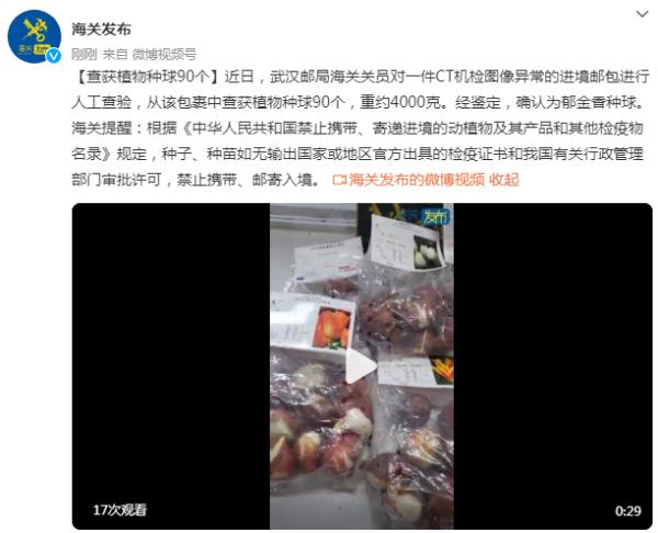 武汉邮局海关查获郁金香种球90个
