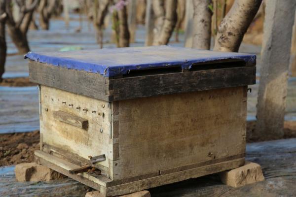 河北保定满城区：蟠桃花开香满园