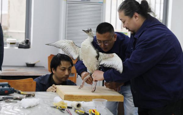上海科技馆开展黑喉潜鸟标本制作 提醒人们保护生态环境 上海科技馆开展黑喉潜鸟标本制作 提醒人们保护生态环境