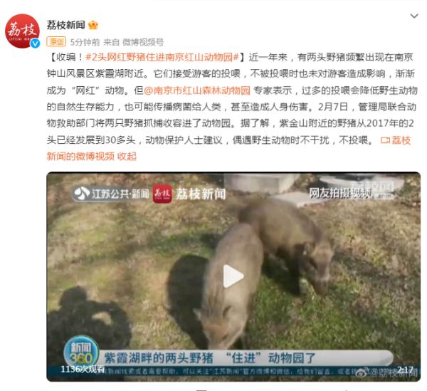 收编！两头“网红野猪”住进南京红山动物园