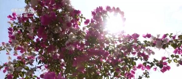 万物复苏春来到 花开中国遍地香
