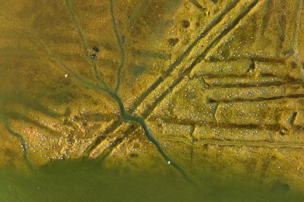 山东青岛：春潮涌动鸟翩跹