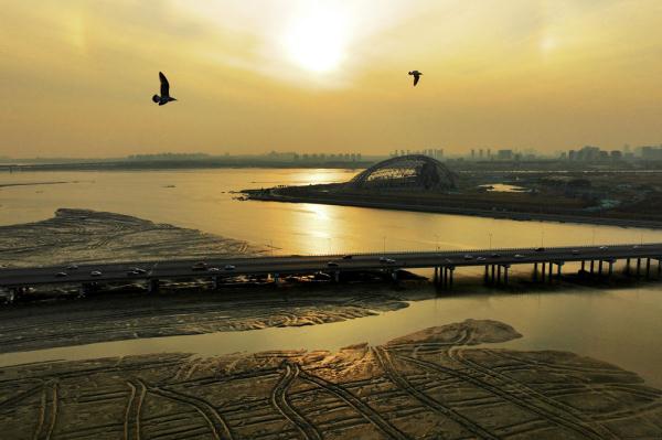 山东青岛：春潮涌动鸟翩跹